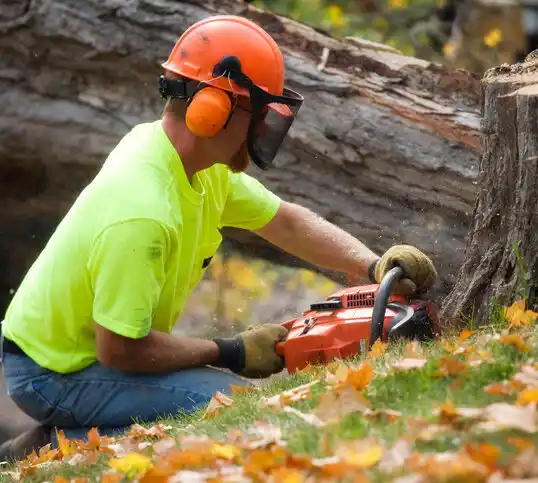 tree services New Straitsville